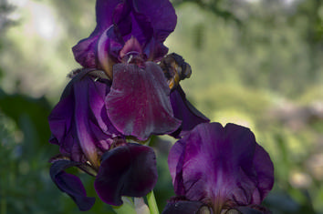 Summer blossom