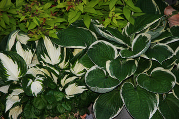 Summer blossom