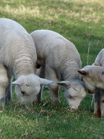 Baby_lambs