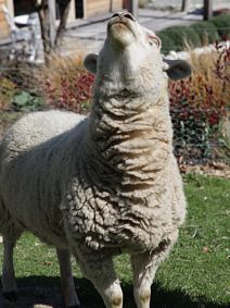Lucy Lamb