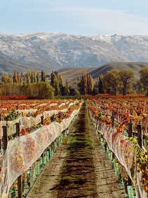 Wooing Tree Winery