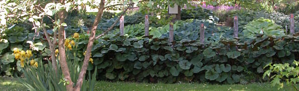 Hosta Gardens in spring