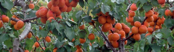 Apricot trees