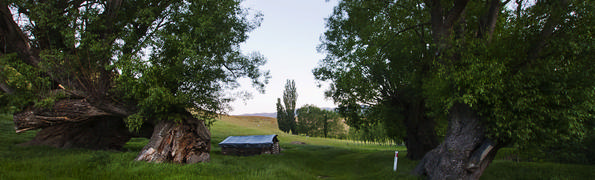 Woodshed and beautiful old willow tree