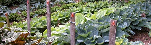 Hostas and ligularia