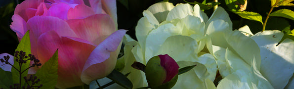 Flowers in bloom