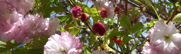 Spring blossoms