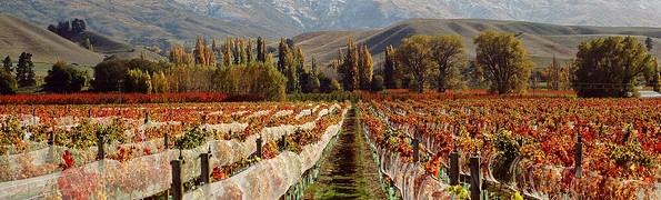 Wooing-Tree-Vineyard