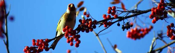 Birdlife 